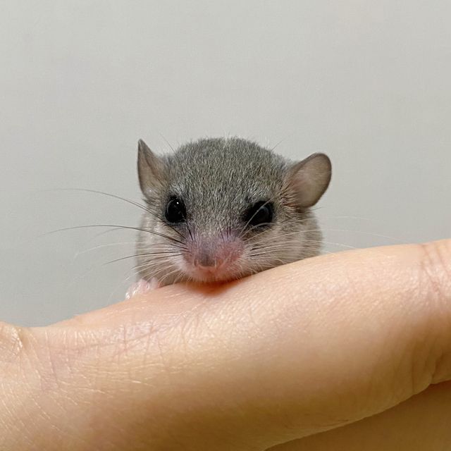 오레오