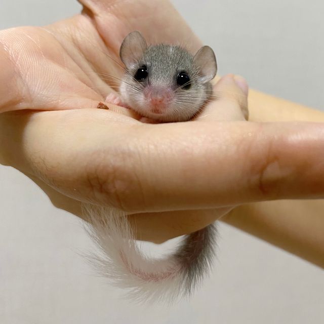 파이드