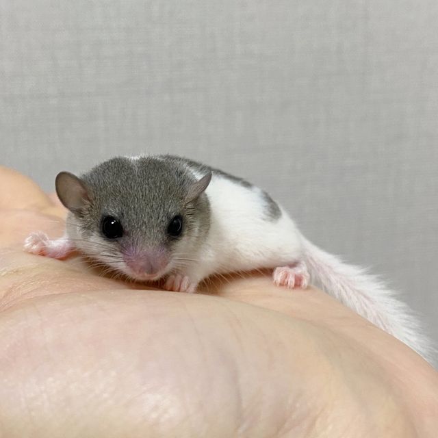 오레오