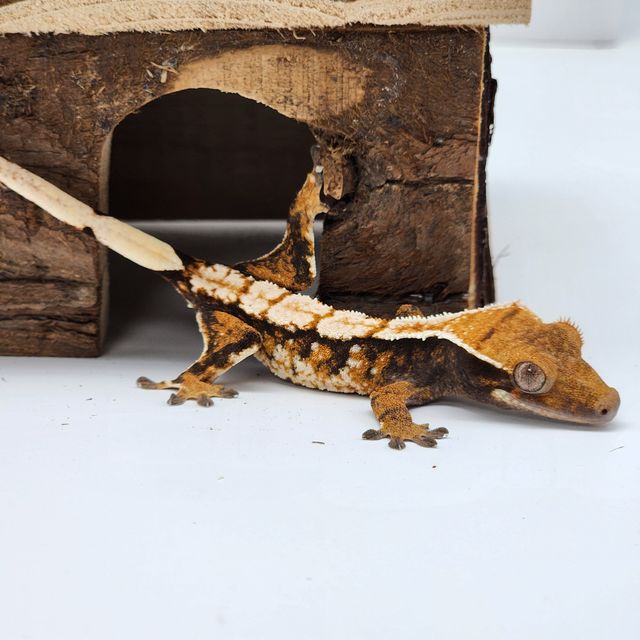 트라이