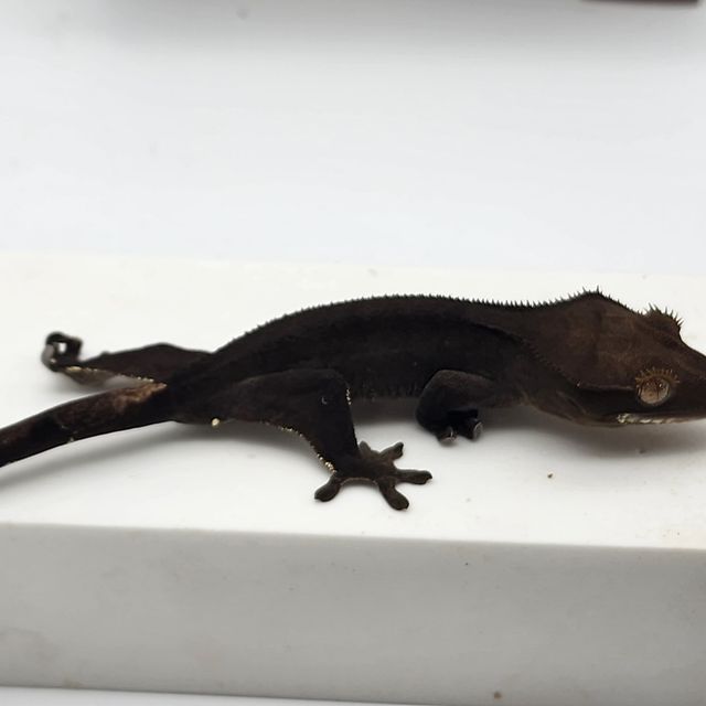 벅스킨 다크 블랙 챠콜