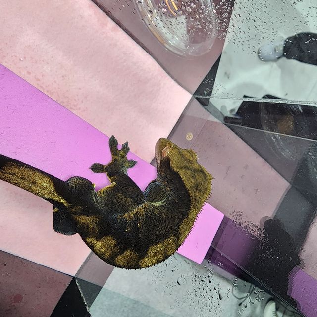 챠콜 블랙 다크