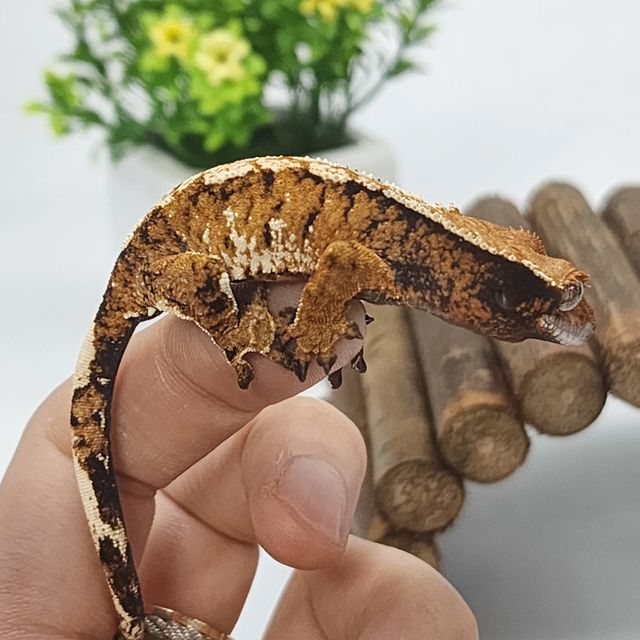 트라이 타이거 텐저린 할로윈