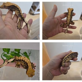 트라이 익스트림할리퀸