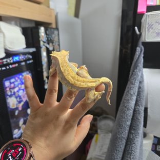 트라이 익스트림할리퀸