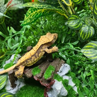 트라이 익스트림할리퀸