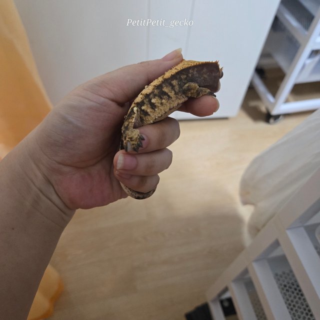 트라이 익스트림할리퀸