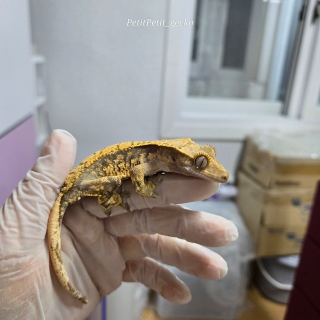 트라이 익스트림할리퀸