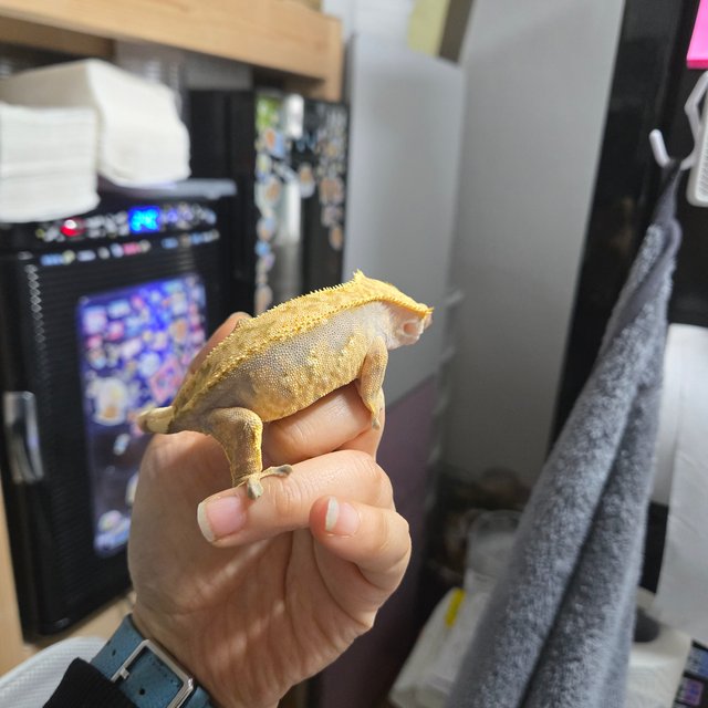 트라이 익스트림할리퀸