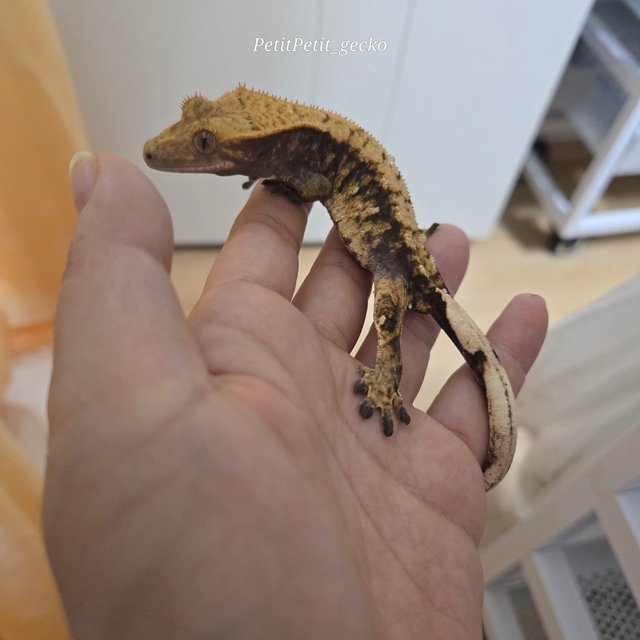 트라이 익스트림할리퀸