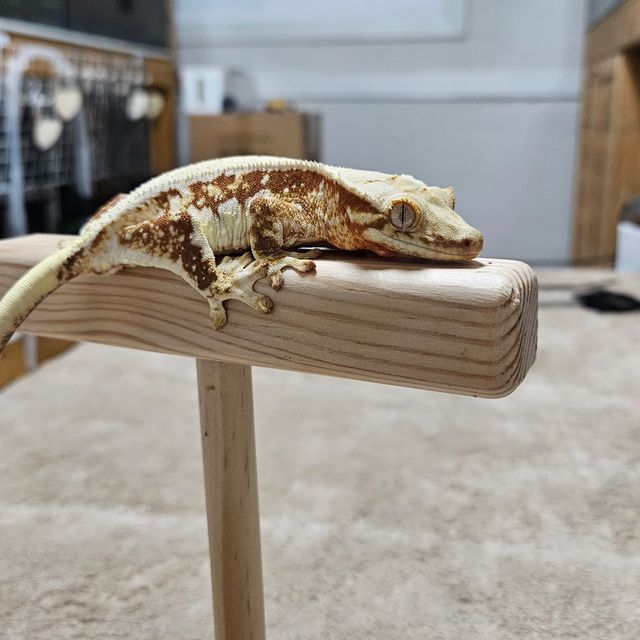 레드 릴리화이트