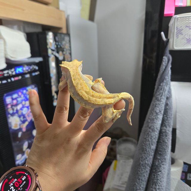 트라이 익스트림할리퀸