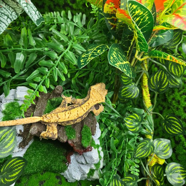 트라이 익스트림할리퀸