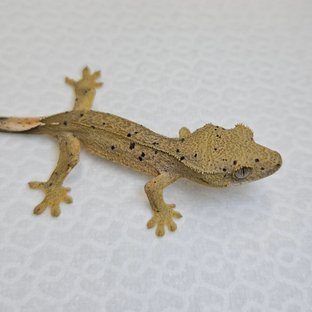 슈퍼달마시안