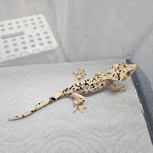 슈퍼달마시안