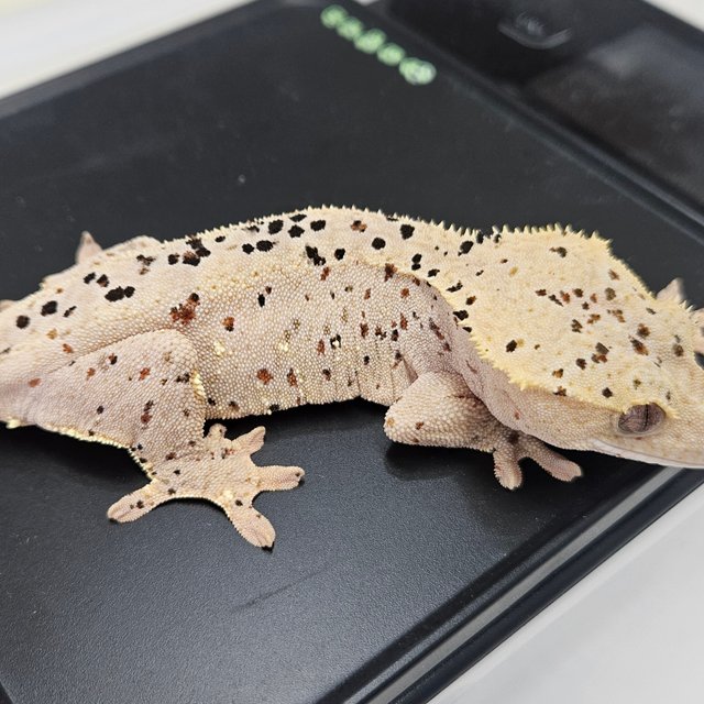 슈퍼달마시안 화이트포트홀 레드