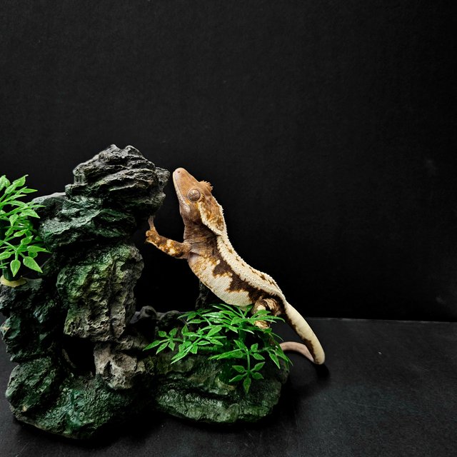 풀핀 드리피 세이블 화이트크라운