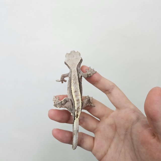 카푸치노 핀스트라이프 풀핀