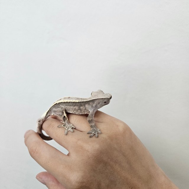 카푸치노 핀스트라이프 풀핀