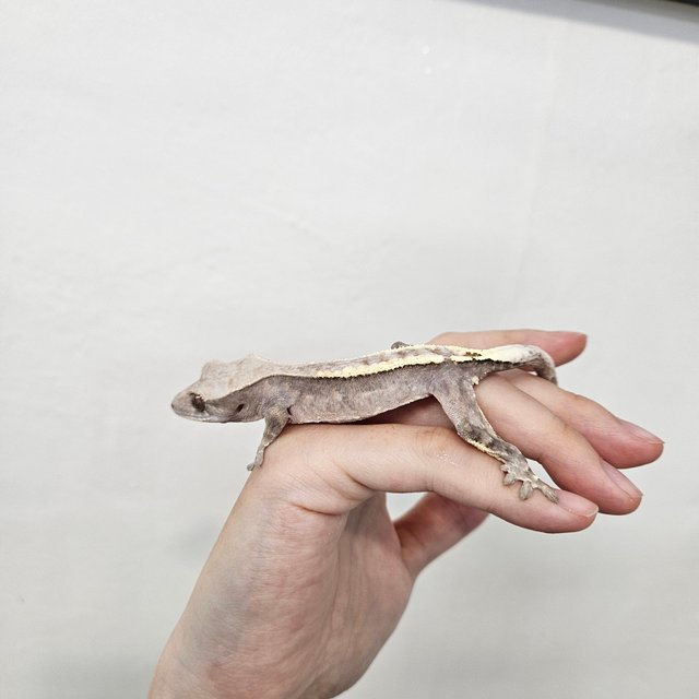 카푸치노 핀스트라이프 풀핀