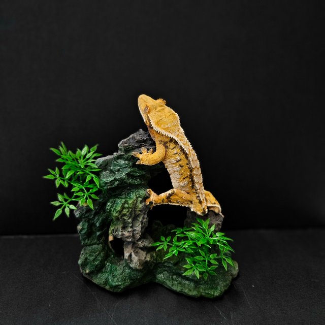 텐저린 트라이 익스트림할리퀸