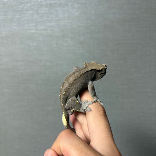 아잔틱