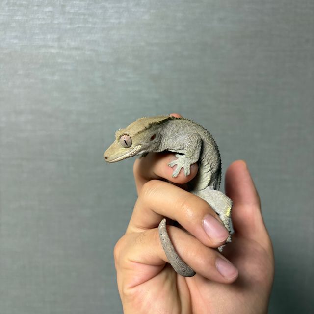 아잔틱