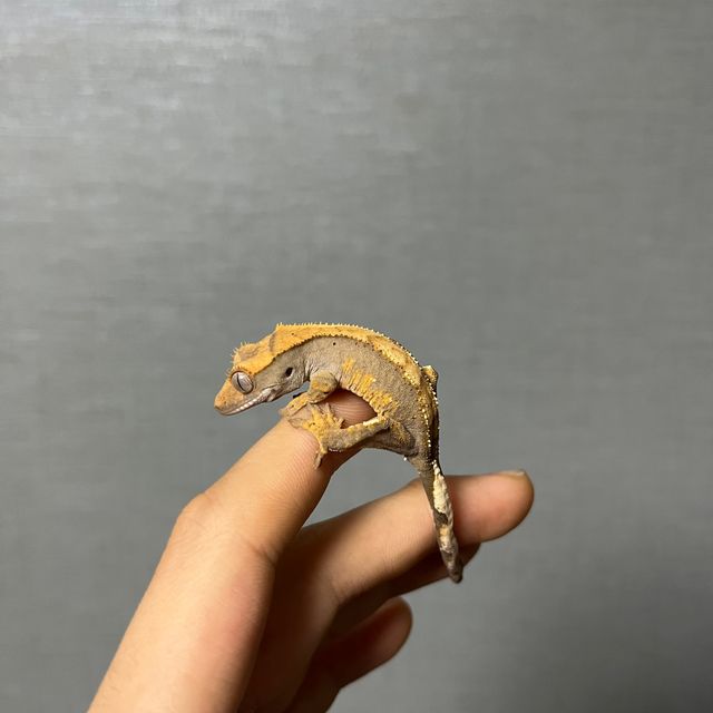 100%헷아잔틱 아잔틱