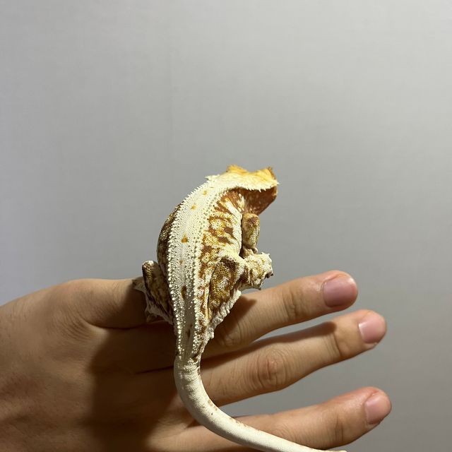릴리화이트 레드
