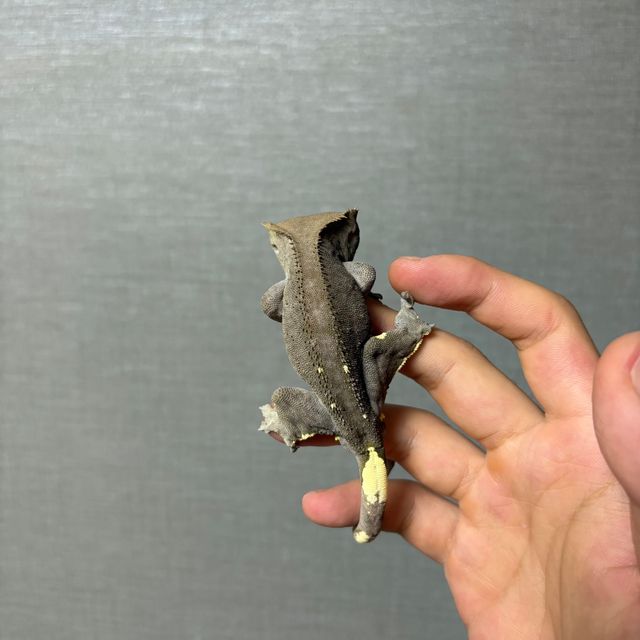 아잔틱