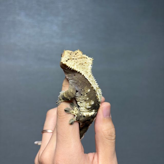 100%헷아잔틱 달마시안 슈퍼달마시안