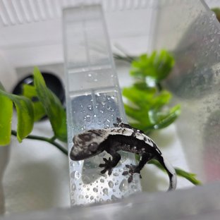 칙썬2