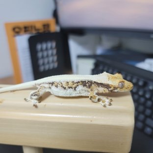 도도