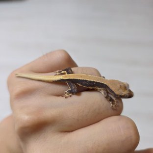 도썬3