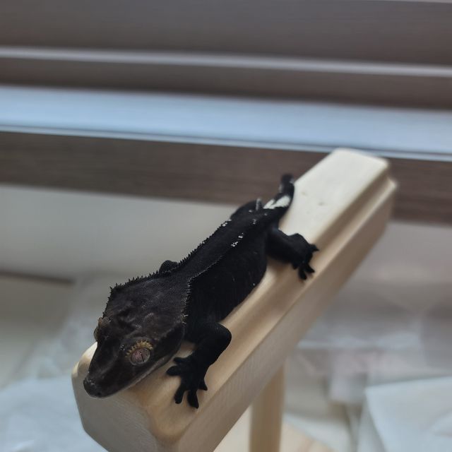 아잔틱
