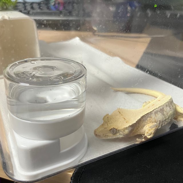 릴리화이트 풀핀