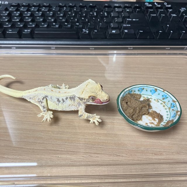 릴리화이트 풀핀