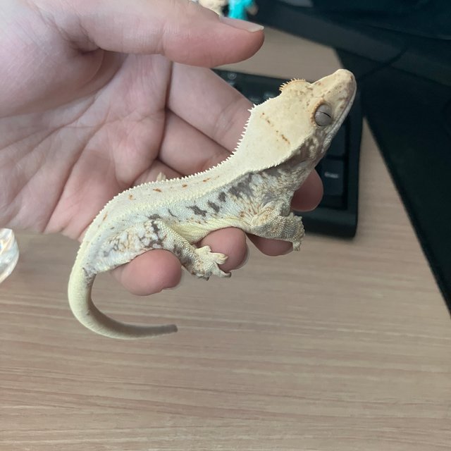 릴리화이트 풀핀