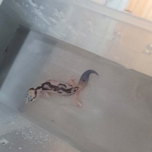 화이트아웃 줄루 헷 오레오