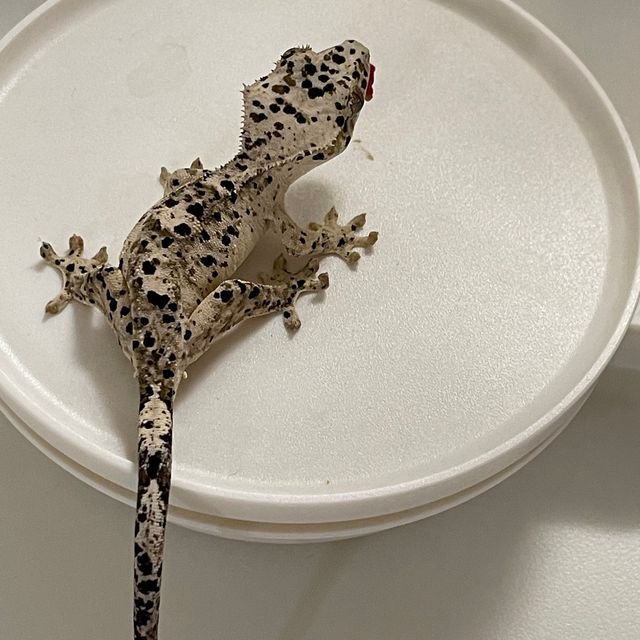슈퍼달마시안