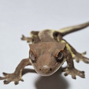 프라푸치노 팬텀 다크