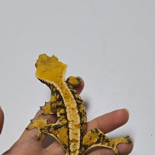 노멀 트라이 익스트림할리퀸 텐저린