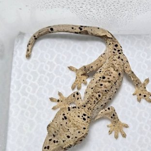 슈퍼달마시안 달마시안