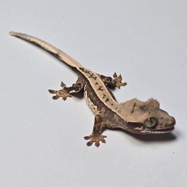 노멀 쿼드 풀핀