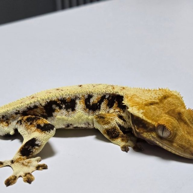 릴리화이트 트라이 풀핀