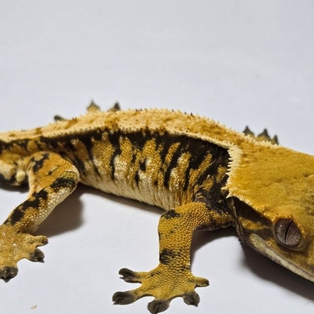 노멀 트라이 익스트림할리퀸 텐저린