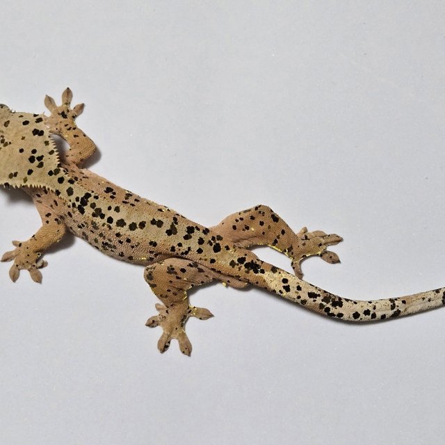 슈퍼달마시안 레드