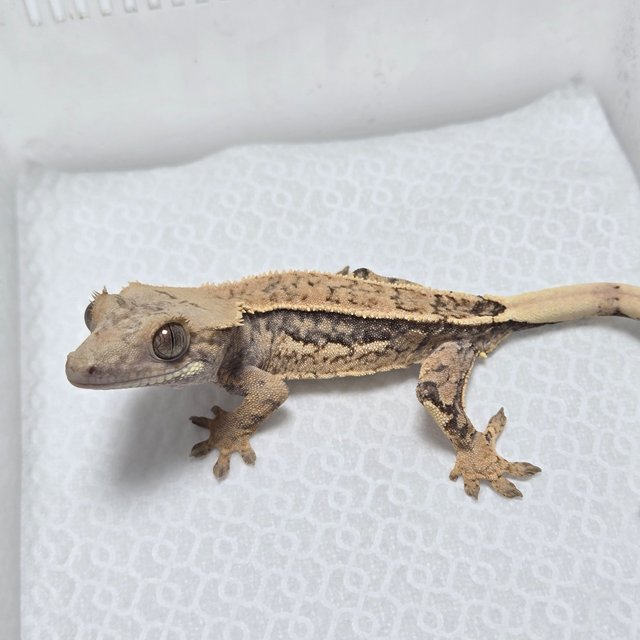 노멀 풀핀 쿼드