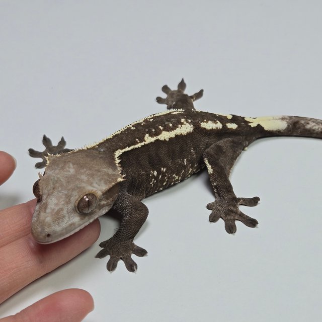 카푸치노 화이트핀