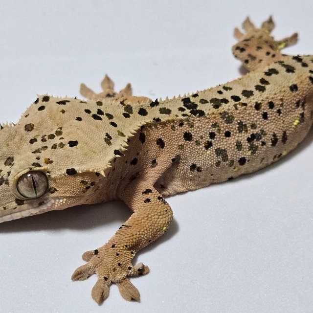 슈퍼달마시안 레드